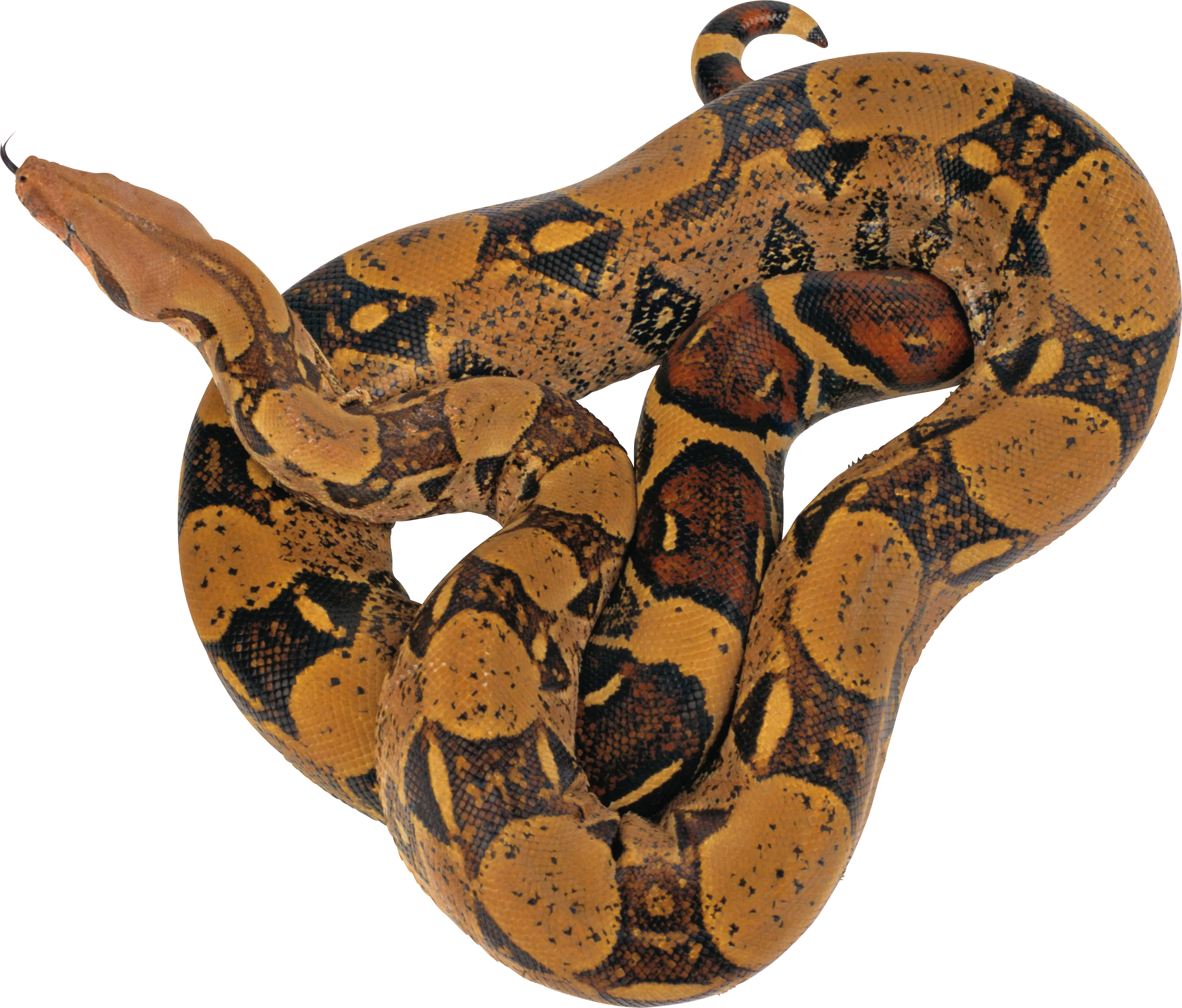 anaconda curled in a spiral, mesmerizing pattern, natural shape png